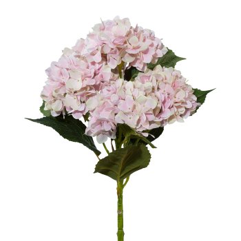 Gasper Hortensienstamm x 5 in Farbe Rosa