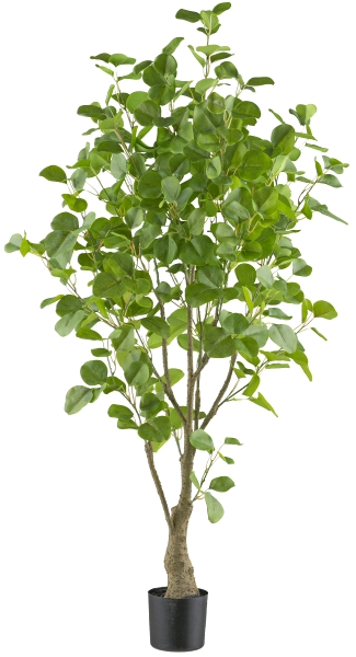 Gasper Eukalyptus 130cm, 442 Bl.,grün in Farbe Grün, Pflanze, Pflanze im Topf, Blatt, Baum, Kräuterig