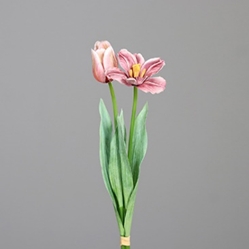 DPI Tulpen-Bündel in Farbe mauve, Blume, Pflanze, Eine andere, Blütenblatt