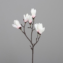 DPI Magnolie in Farbe white-rosee DPI Magnolie in Farbe white-rosee, Blume, Blütenblatt, Pflanze