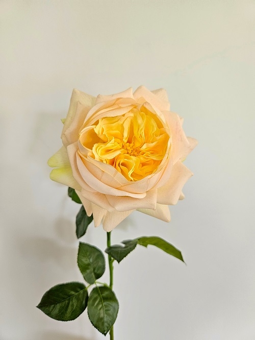 Englische Rose 65 cm in Real Touch soft, aprikose