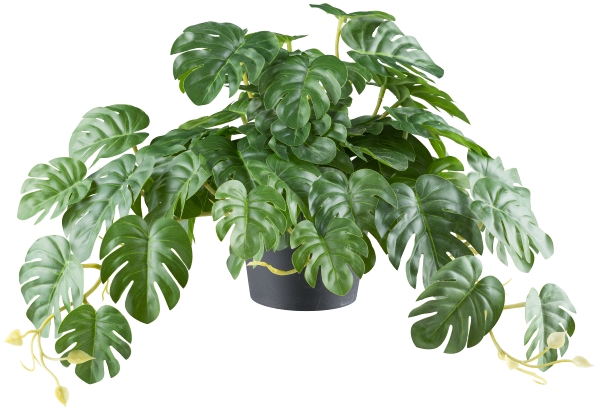 Roomio Splitphilodendron Hänger JAGER in Fb. grün Roomio Splitphilodendron Hänger JAGER in Fb. grün, Pflanze, Pflanze im Topf, Blatt, Blume, Weinrebe