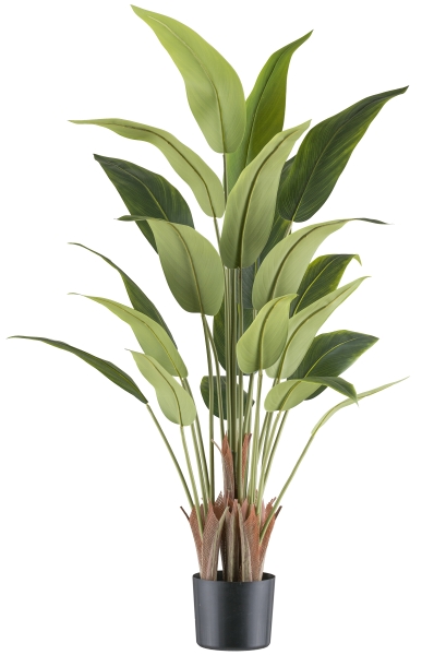 Strelitzia reginae im Topf AVETA in , Kunstpflanze, Zyklamenblatt, Grünpflanze, Topfpflanze, Blätter