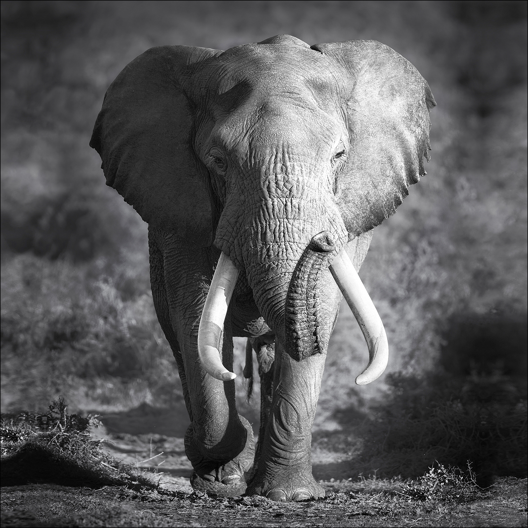 PRO ART Canvas-Art Junges Wohnen 30x30cm Grey Elephant Head