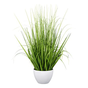 Gasper Gras in Schale in Farbe Grün