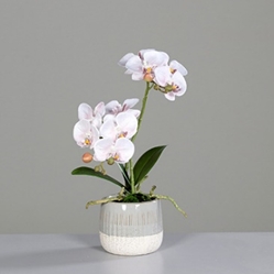 DPI Orchidee in Farbe rosee, Blume, Pflanze, Orchidee, Blumen-Arrangement