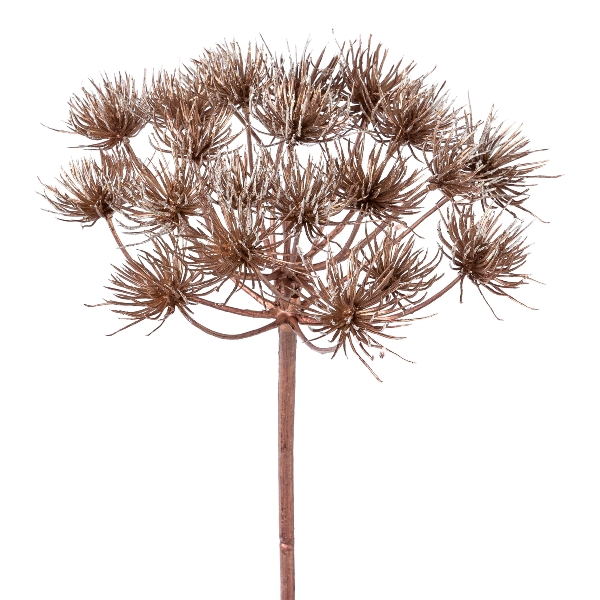 Gasper Heracleumzweig, 78 cm, kupfer, in Farbe Kupfer, Deko-Stock, Trockenblume, Etalier, Blütenkopf, Ast