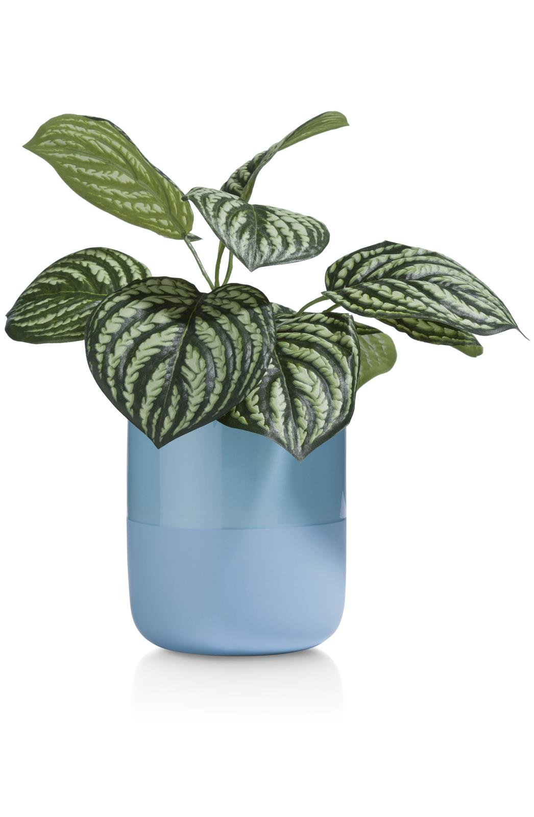 Coco Maison Peperomia bush ca. 30cm in grün