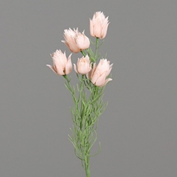 DPI Protea mit 8 Blüten in Farbe light-salmon, Blume, Pflanze, Nelke, Blütenblatt, Blumen-Arrangement