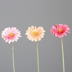 DPI Gerbera in Farbe drei Farben sortiert DPI Gerbera in Farbe drei Farben sortiert
