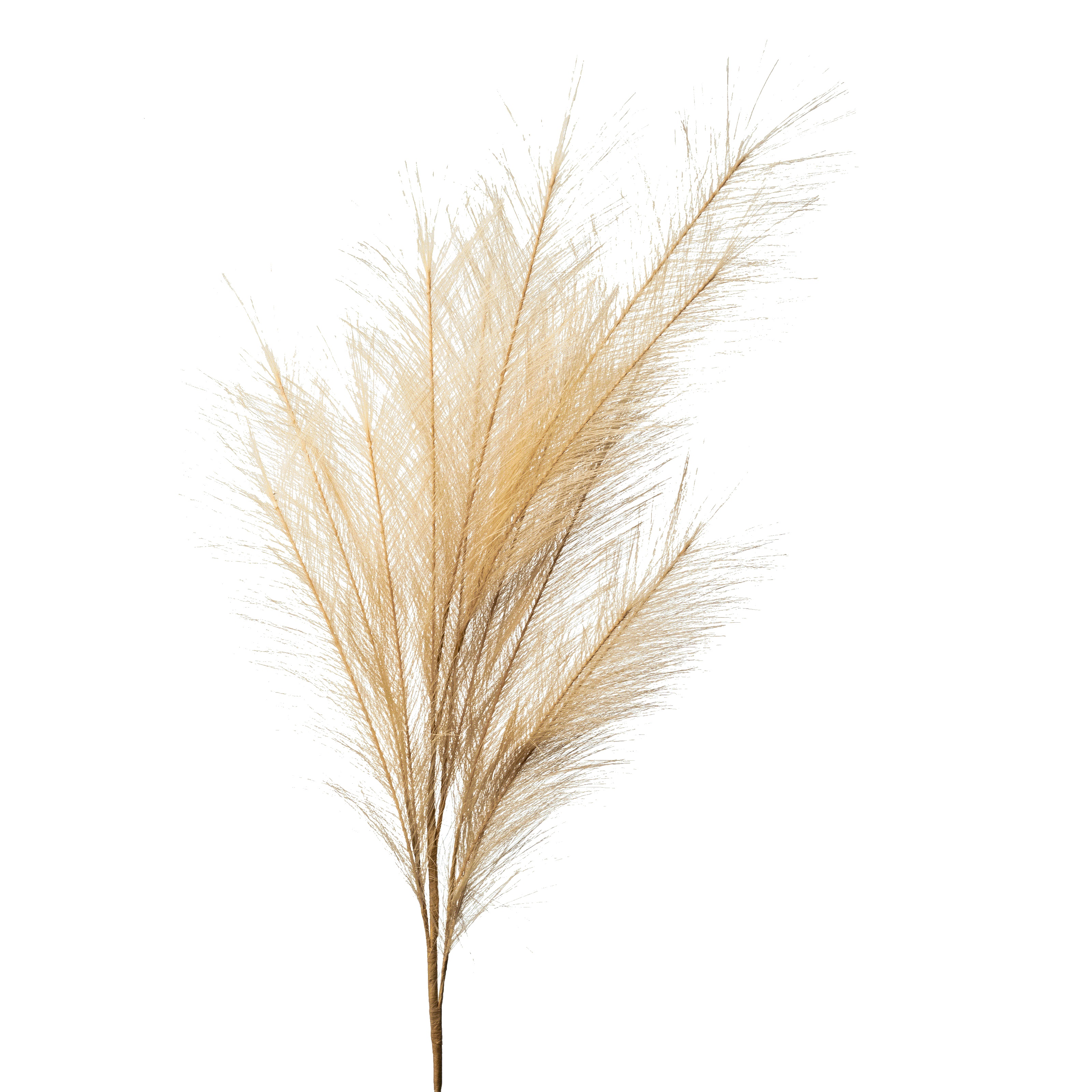 Flower Manufaktur Pampaswedel ca. 110cm in Farbe Sand