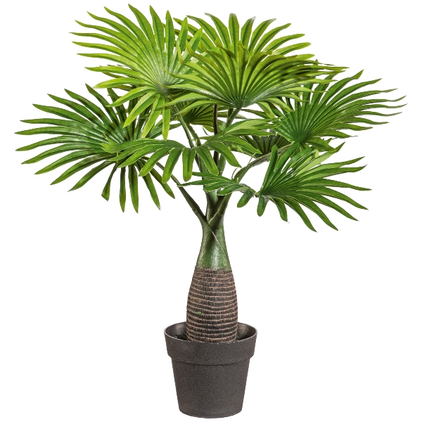 Mini-Fächerpalme 45cm MINIS in Grün, pflanzen, zierpflanze, topfpflanze, palmenkopf, palme
