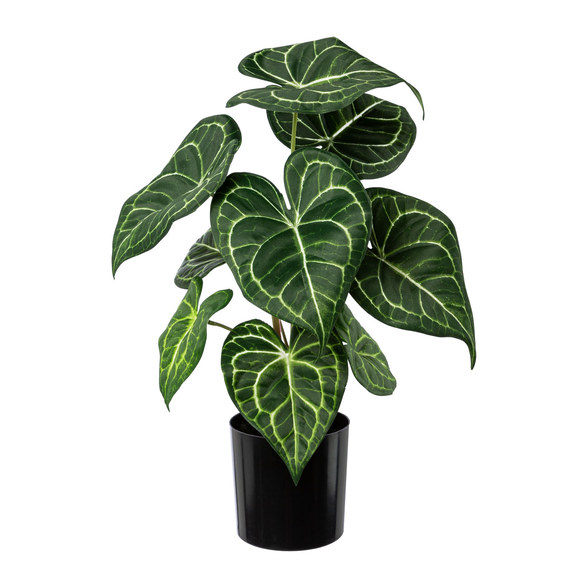 Gasper Anthurienpflanze Schar ca. 37 cm hoch im Topf
