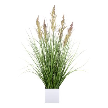Gasper Calamagrostis im weißen Topf in Farbe Grün-Lila