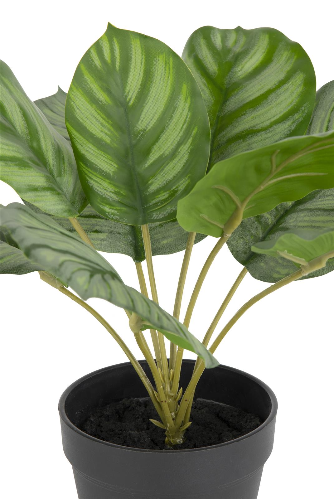 Coco Maison Kunstpflanze ca. H45 cm in Calathea Orbifolia