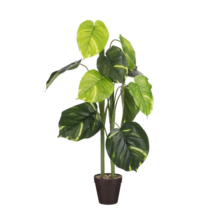 Edelman Caladium im Topf CALADIUM ca. 100x50 cm in H:100cm Edelman Caladium im Topf in Farbe dunkelgrün