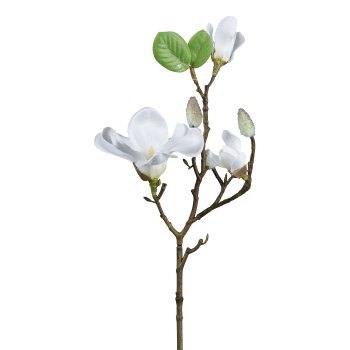 Gasper Magnolie in Farbe Weiß