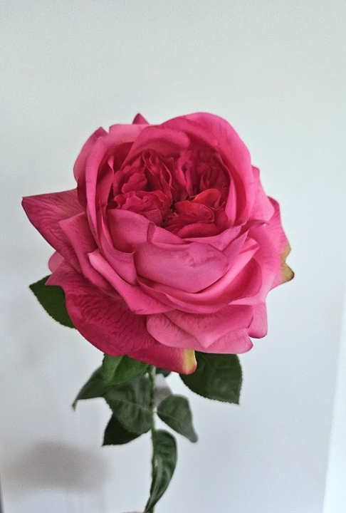 Englische Rose 65 cm in 