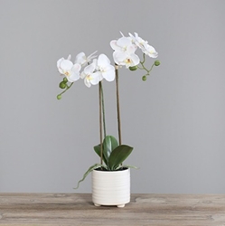 DPI Orchidee mit zwei Rispen in Farbe cream, Blume, Pflanze, Blumen-Arrangement, Orchidee, Topfpflanze