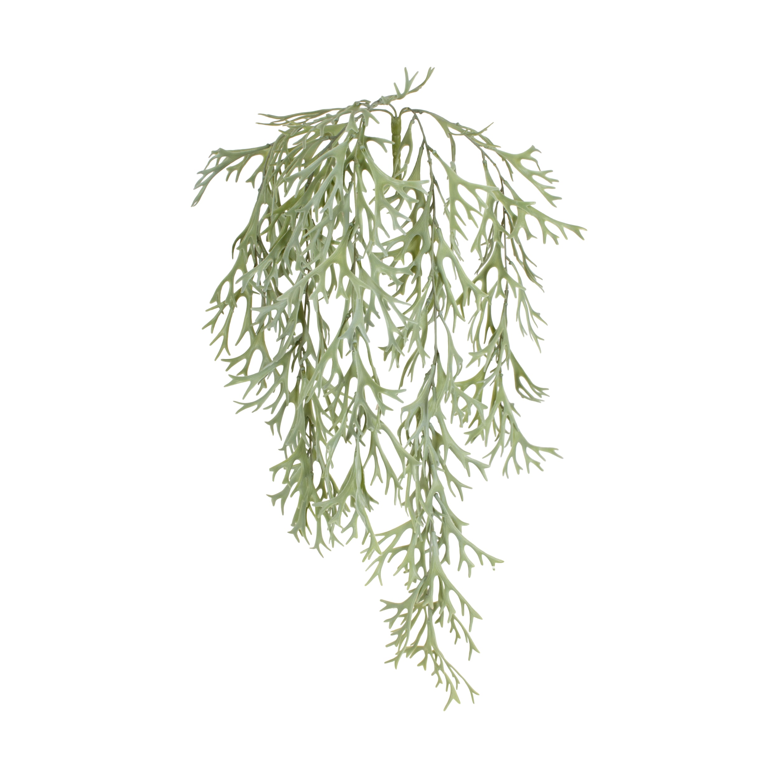 Dijk Natural Collections Laubbüsche in Farbe grün, Essen, Würzen, Pflanze, Baum, Dill