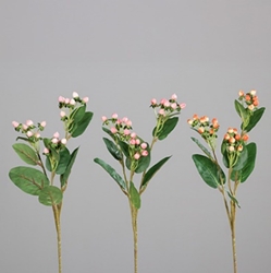 DPI Hypericum in Farbe drei Farben sortiert, Blatt, Knospe, Blume, Blumen-Arrangement, Kräuterig