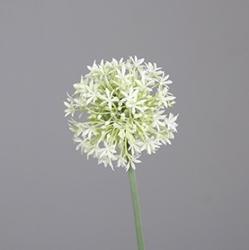 DPI Allium in Farbe cream DPI Allium in Farbe cream, Blume, Pflanze