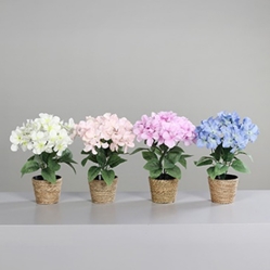 DPI Hortensie in Farbe farbig sortiert, Pflanze, Pflanze im Topf, Blume, Blumen-Arrangement, Blumenstrauß