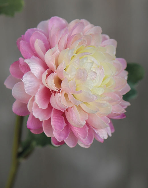 Chrysantheme,5-f,68cm 3199508A3 in rosa-grün