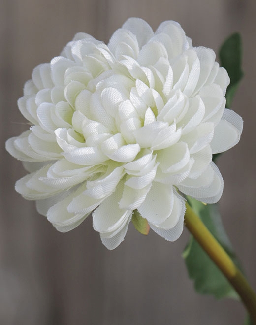 Chrysantheme,5-f,68cm 3199778A3 in creme-weiß