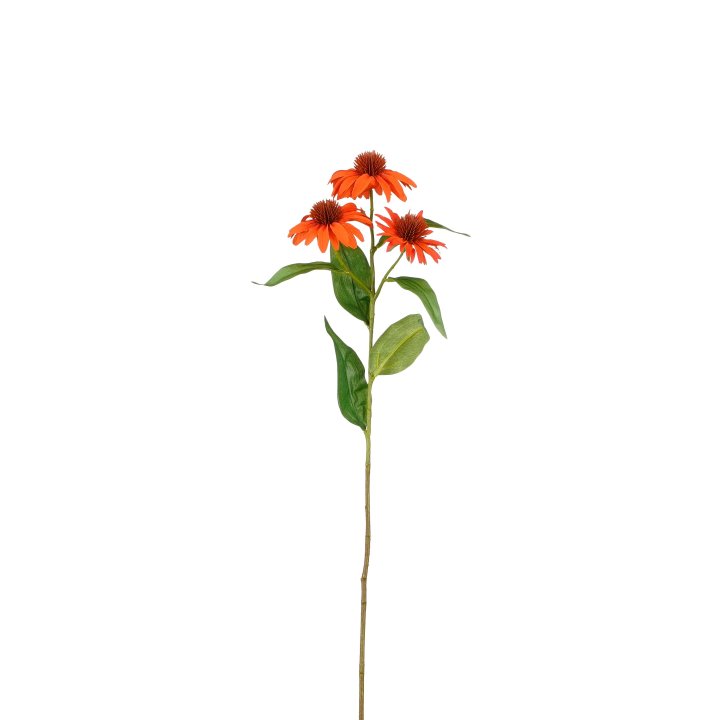 Echinacea Echinacea in Farbe orange, Blume, Ornamentell, Rosenblüte, Stängel, Kunstpflanze