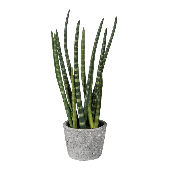 Gasper Sanseveria im Zementtopf ca. H45 cm in 45cm Gasper Sanseveria im Zementtopf ca. H45 cm in 45cm