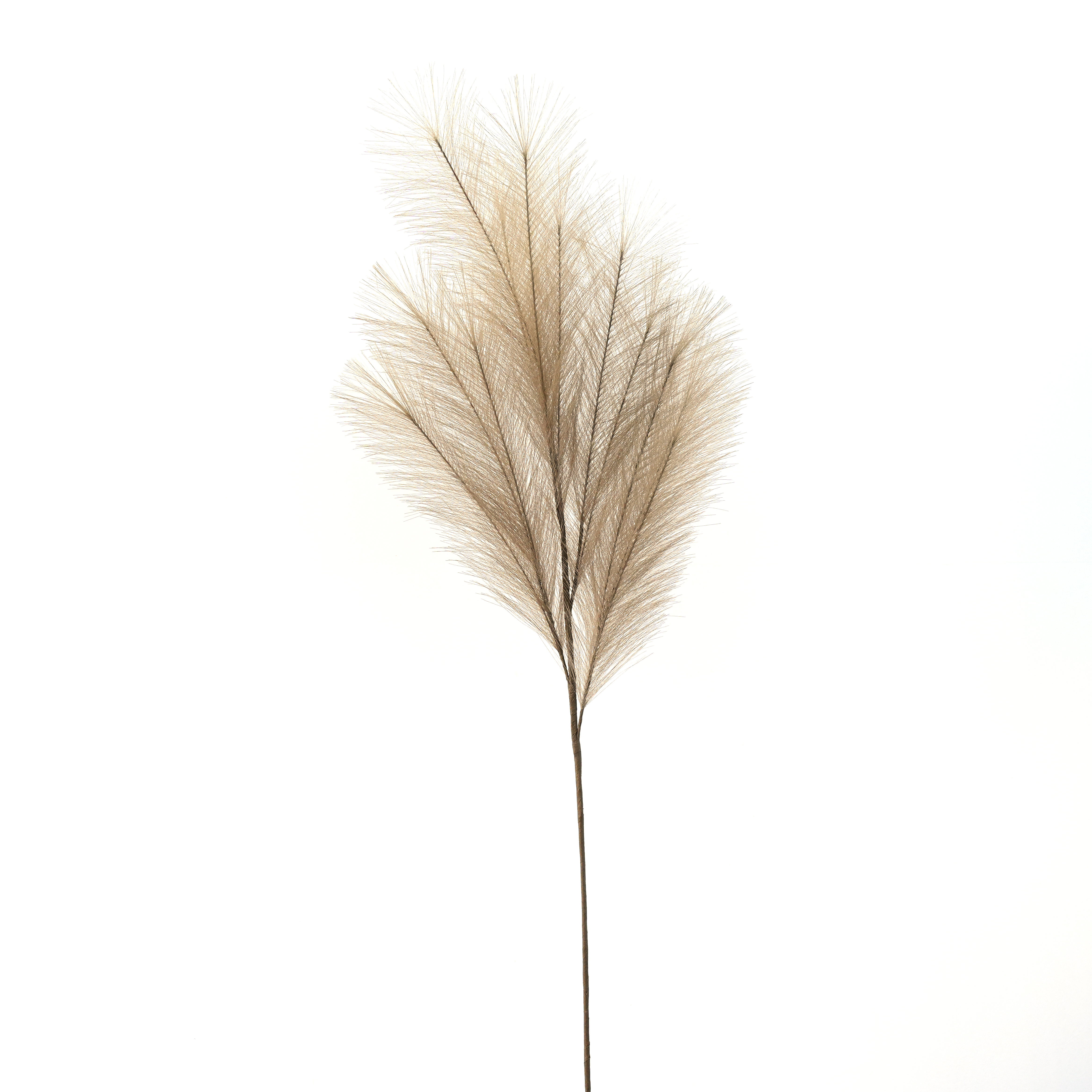 Flower Manufaktur Pampaswedel ca. 110cm in Farbe Braun