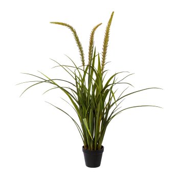 Gasper Miscanthus im Topf in Farbe Grün