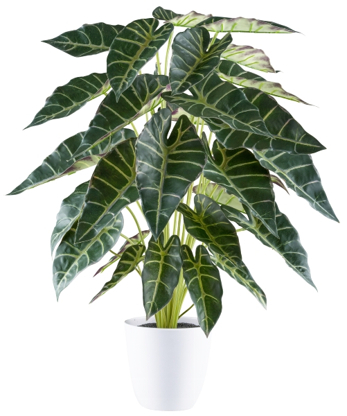 Gasper Alocasia x30, 68cm, grün im in Farbe Grün, pflanze, zierpflanze, kunstblatt, tropenpflanze, topfpflanze
