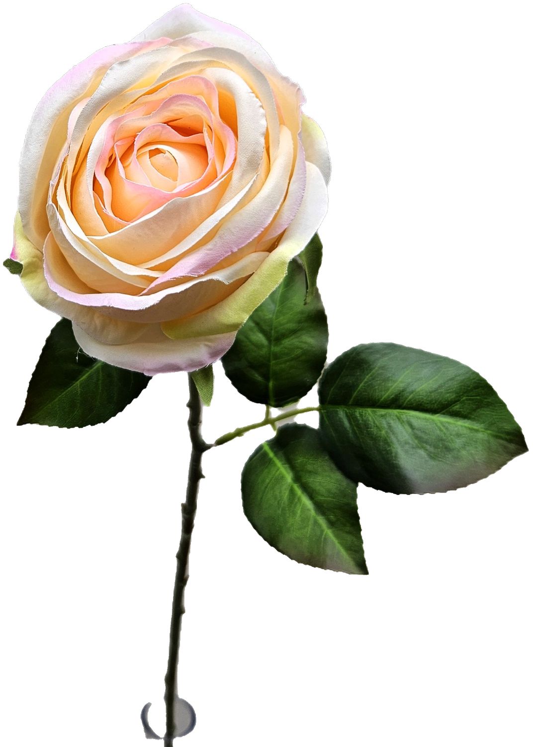 Andreas Englische Rose,66cm ROSE in aprikose Andreas Englische Rose,66cm ROSE in aprikose
