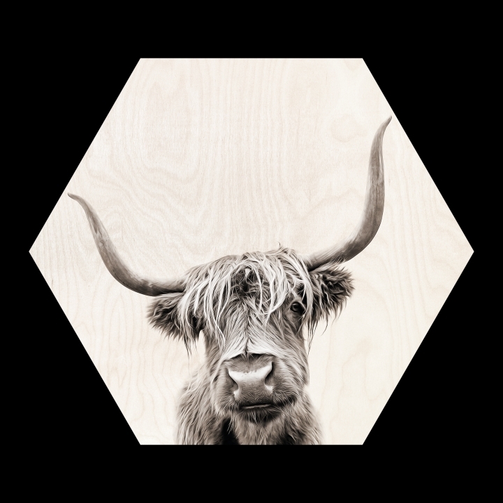 ProArt PRO ART Cut-Outs HEX 50x50cm Scottish Highland Cattle V