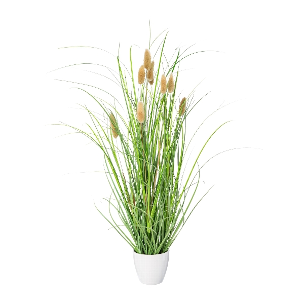 Lagurus im weißen Melaminetopf in , gras, grasige pflanze, ziergras, topfpflanze, topfpflanze filigran