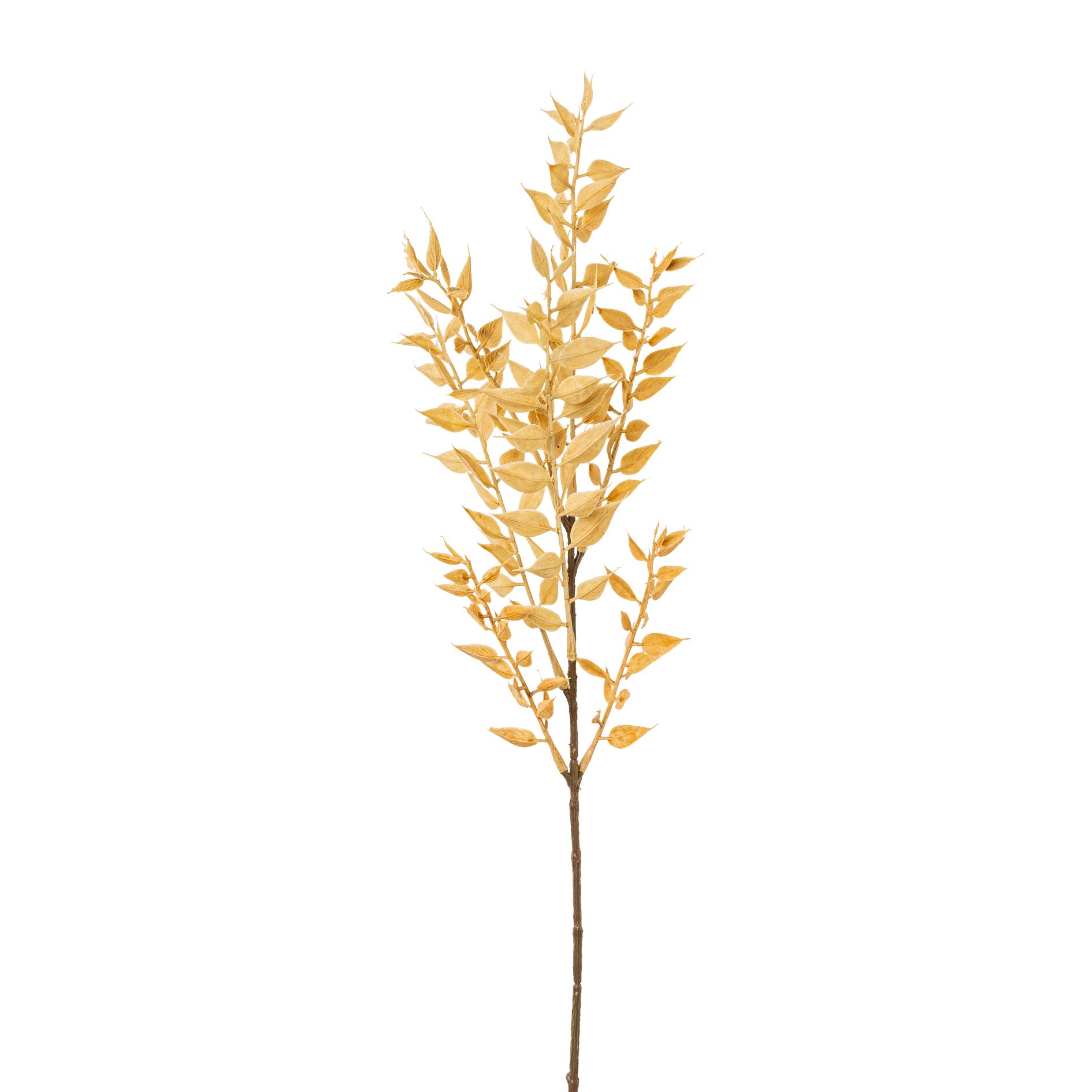 Ruscuszweig 50cm TAREK in Beige Gasper Ruscuszweig TAREK in natur