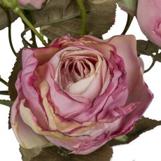 Gasper Vintagerosenbund in Farbe Dunkelrosa