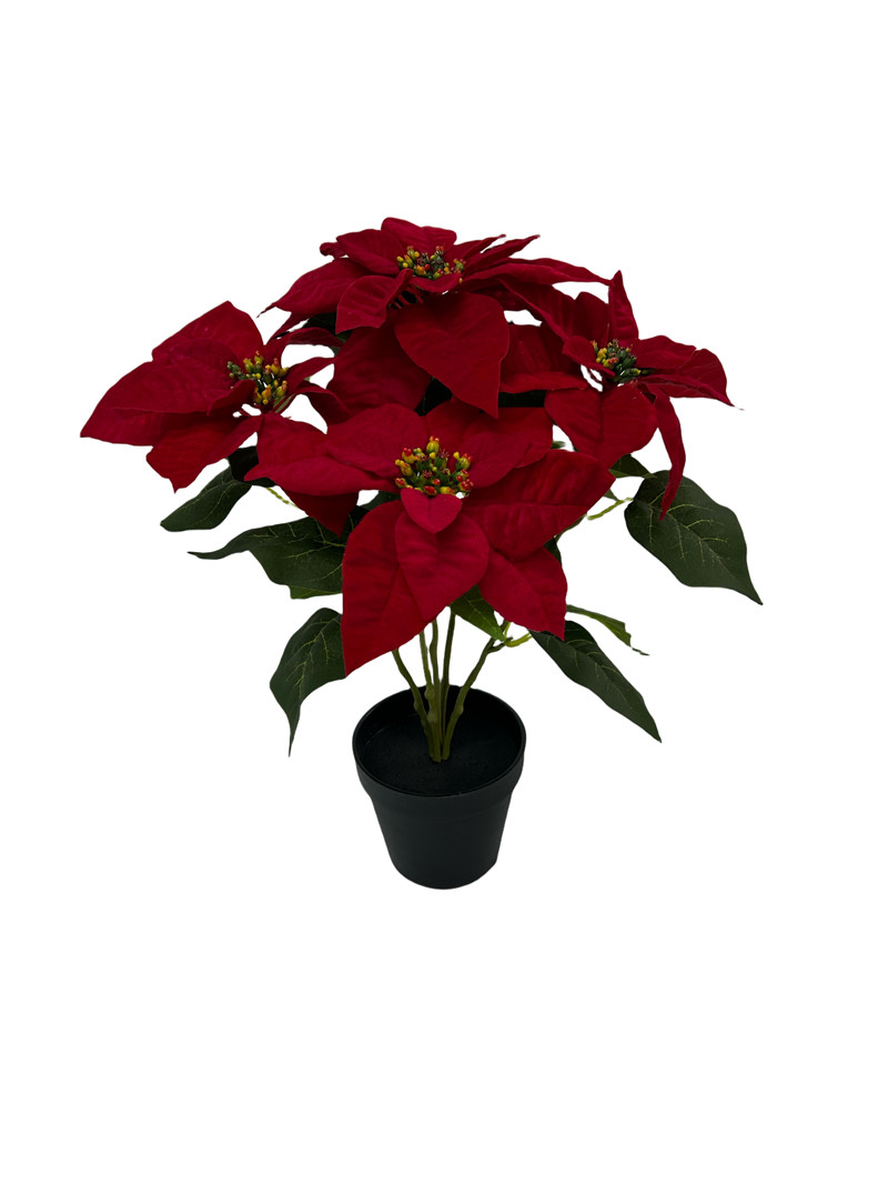 Flower Manufaktur Weihnachtsstern ca. 50cm in Farbe Rot, Pflanze, Pflanze im Topf, Blume, Blumen-Arrangement, Blatt
