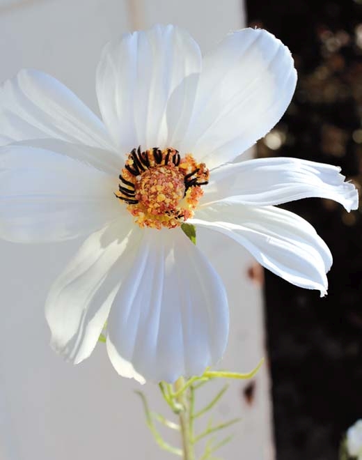  // Cosmea // creme-weiß // Höhe ca. 95 cm