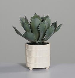 DPI Sukkulenten Arrangement 28 cm 57961 in im Keramiktopf beige