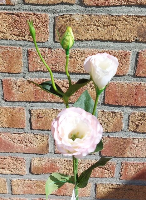 Andreas Lisianthus 67cm 3549510E1 in rosa Lisianthus 67cm 3549510E1 in rosa