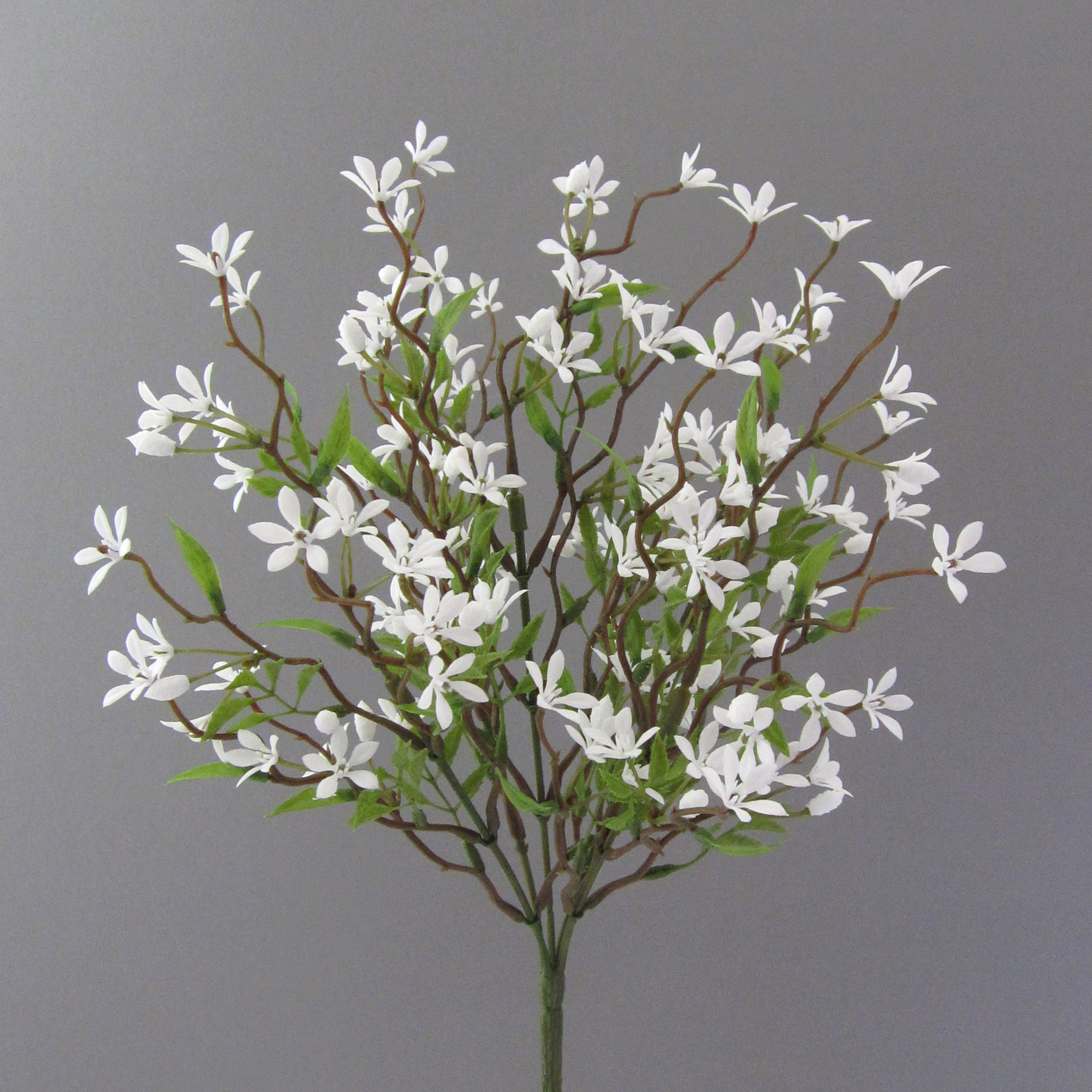 Jasmin-Busch ca. 35 cm hoch in weiß