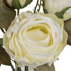 Gasper Vintagerosenbund in Farbe Creme