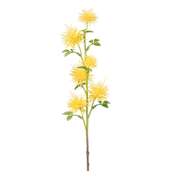 Gasper Distelzweig, 53 cm, gelb in Farbe Gelb, gelbe Blume, Blütenstängel, Distelblume, Sonnenblumenart, mehrjährig