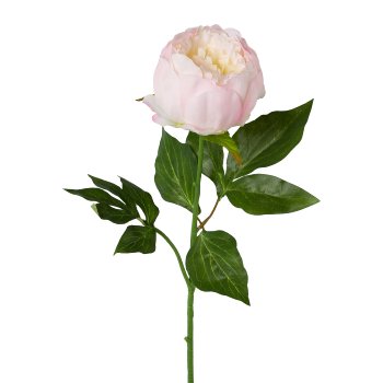 Gasper Peonie in Farbe Rosa