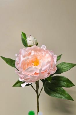 Andreas Pfingstrose offen,62cm,SFT PFINGSTROSE in 