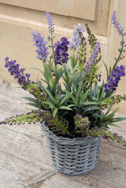  // Lavendel im Korb // dunkelviolett // Höhe ca. 30 cm