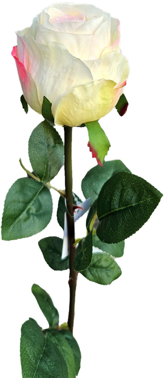 Andreas Kolumbianische Rose,75cm,SFT ROSE in creme-aprikos